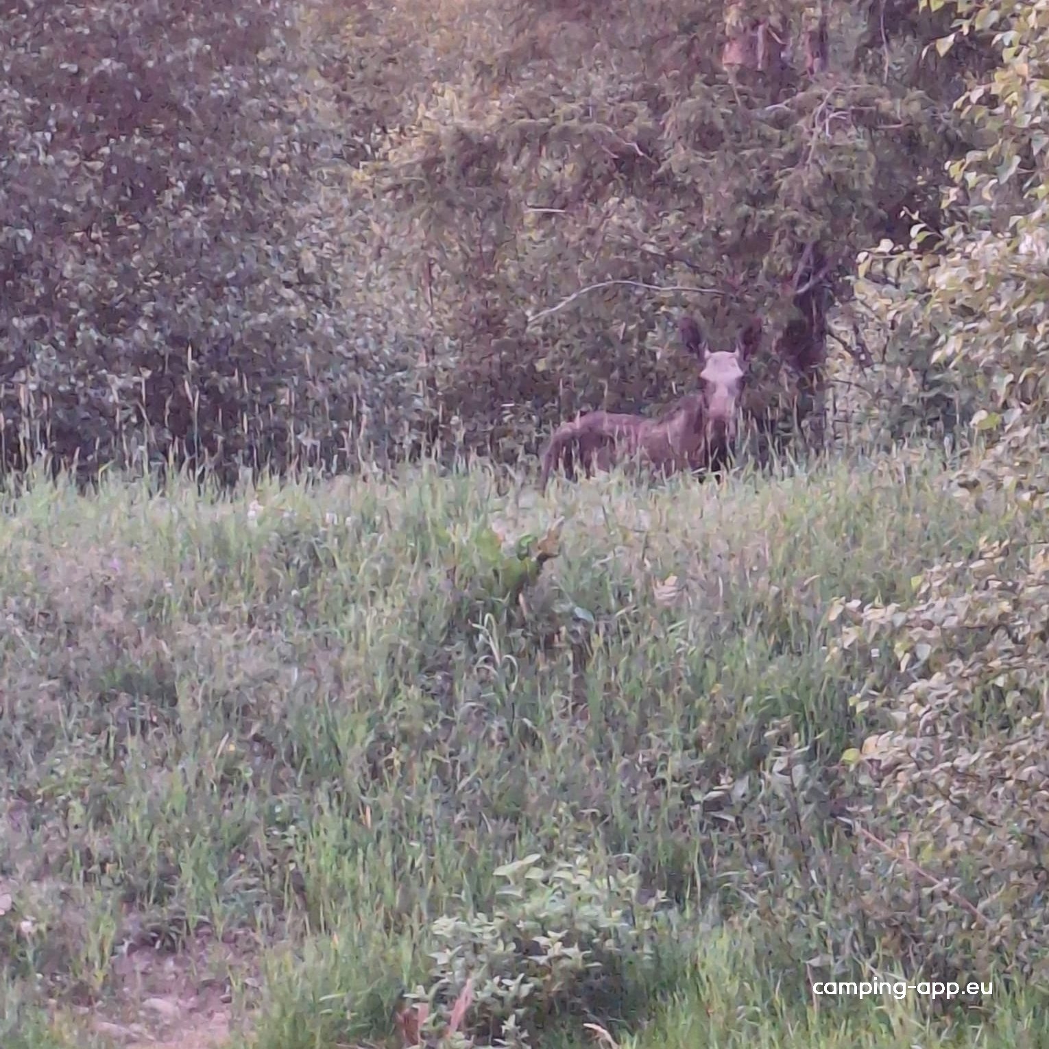 Bäckaskog Camping — Foto 5