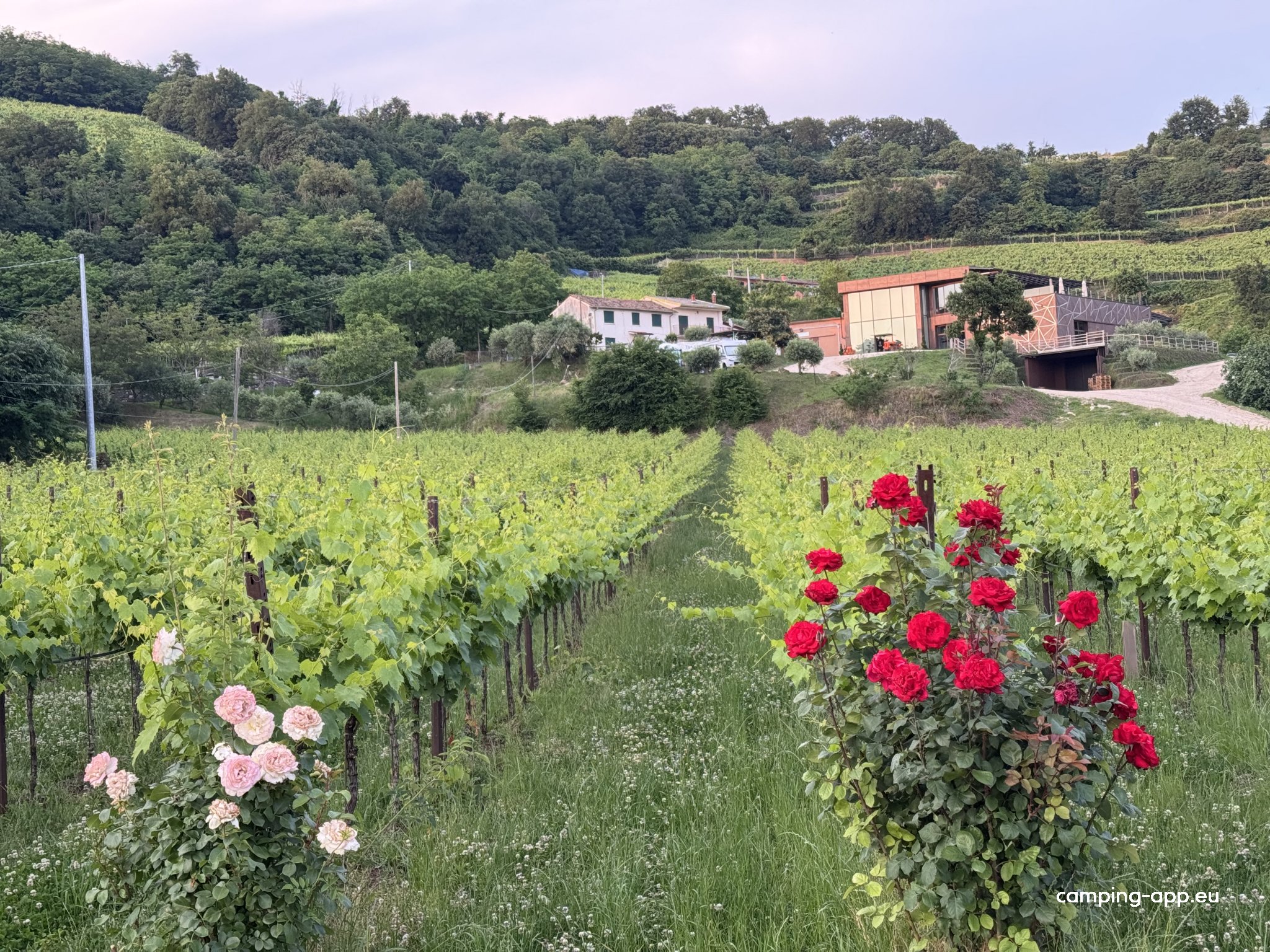 Tenuta Maule — Foto 5