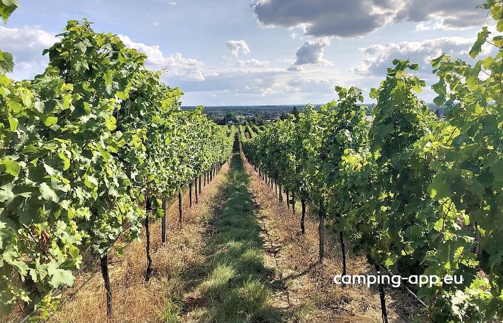 Wohnmobilstellplatz Jessener Weinberge — Foto 2