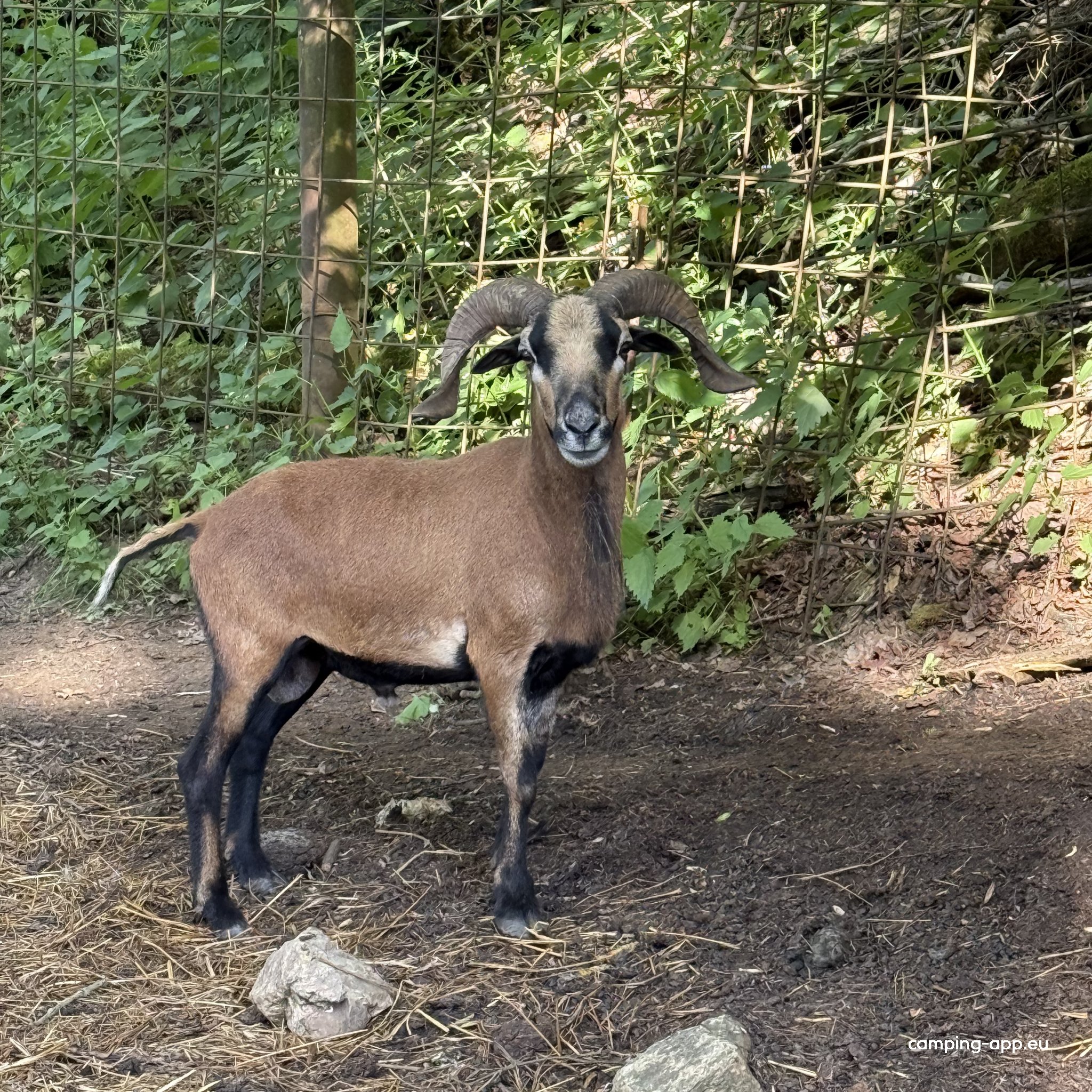 Ruhige Stellplätze am Waldrand — Foto 2
