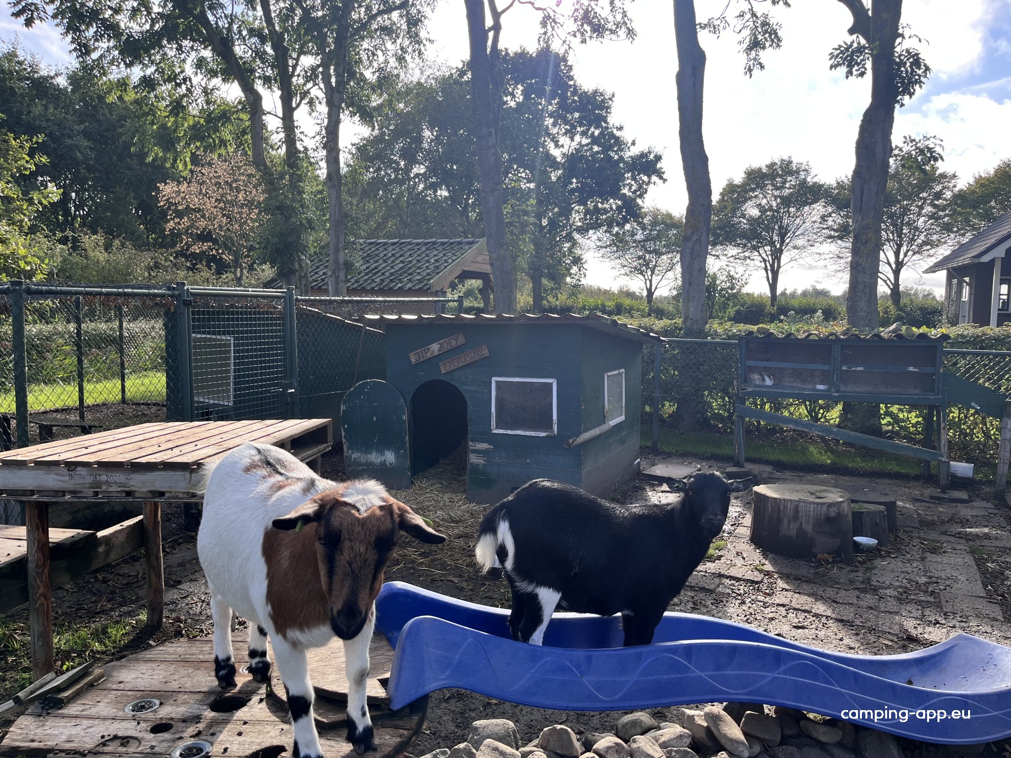 T Zeeuws Knoopje — Foto 2