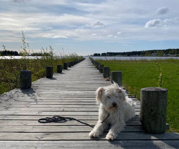 Jävre ställplats — Photo 4