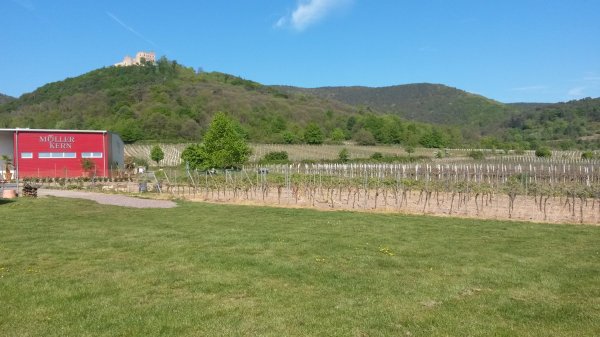 Stellplatz am Weingut Müller-Kern — Foto 6