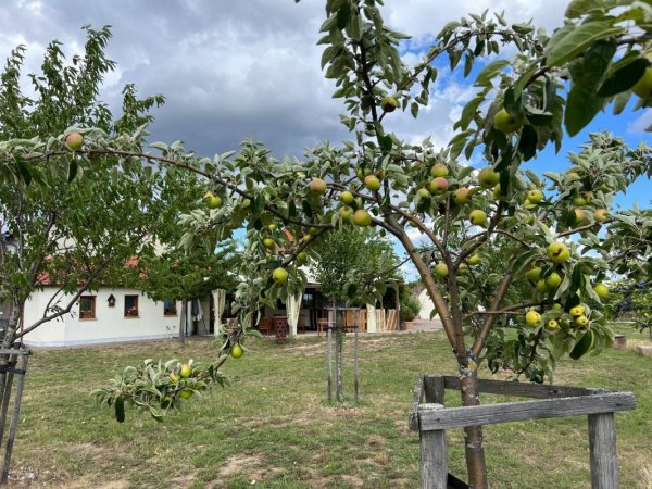 Stellplatz am Weingut Schäfer — Foto 6