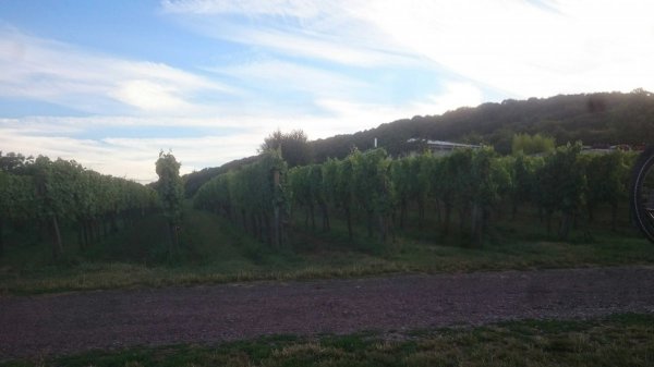 Stellplatz am Weingut Hitziger Bad Bergzabern — Photo 2