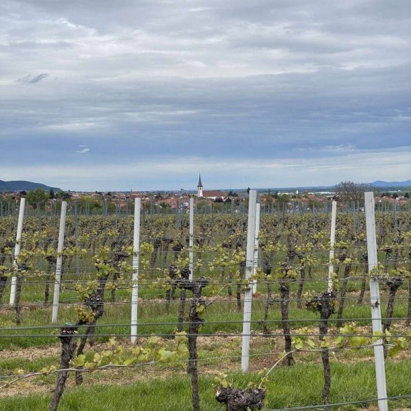 Weingut Edel-Brauch Edenkoben — Foto 4