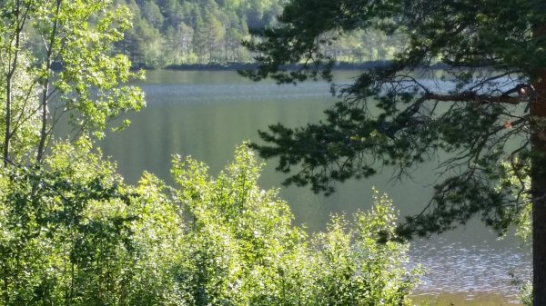 Tømmerneset Camping — Photo 4