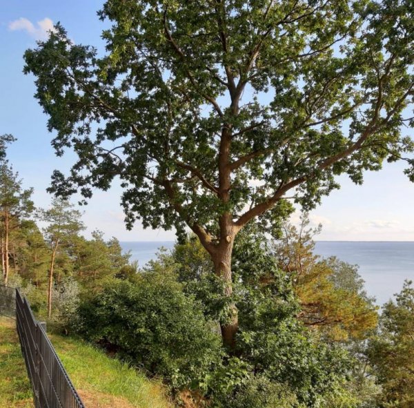 Campingplatz und Ferienhäuser Haffküste — Photo 4