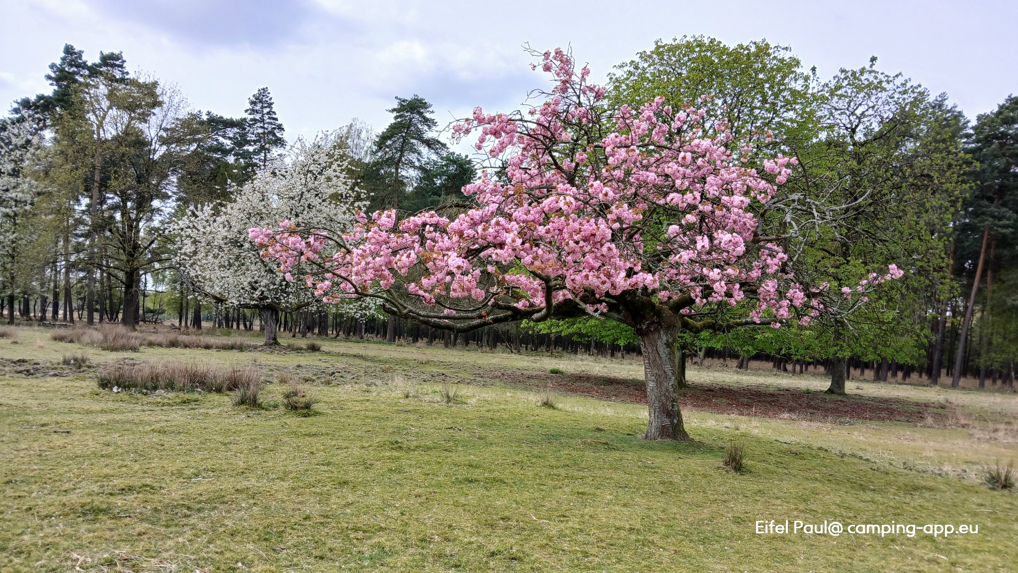 Camping Brachter Wald — Foto 2