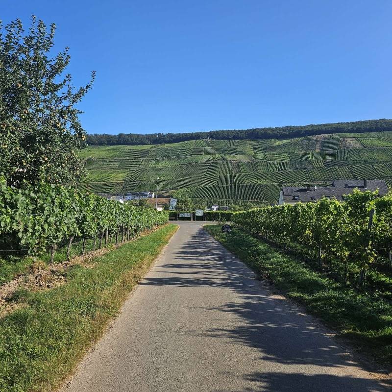 Wohnmobilstellplatz Offm' Herach Köwerich — Weingut in Köwerich