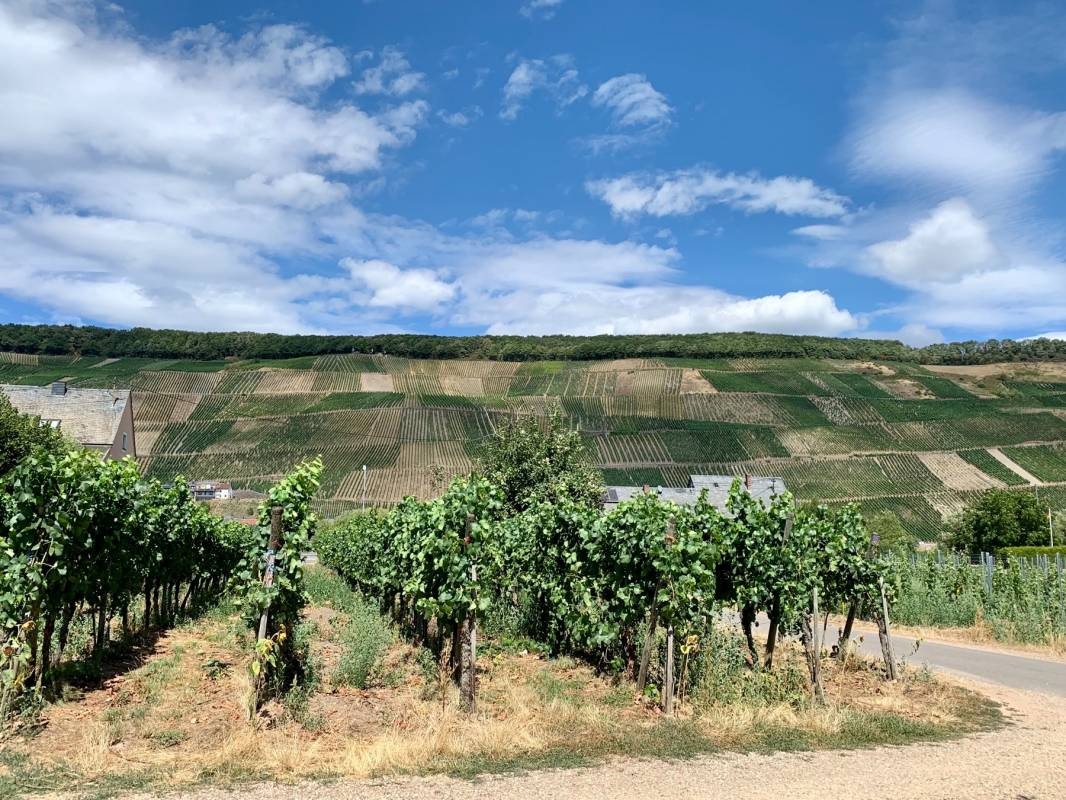Wohnmobilstellplatz Offm' Herach Köwerich — Winery in Köwerich