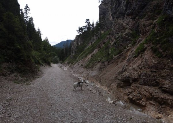 Naturcampingplatz Isarhorner Alm — Photo 4