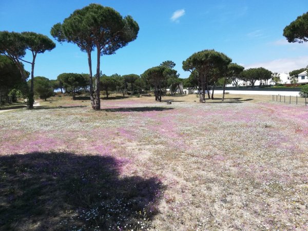 Algarve Motorhome Park Falésia — Photo 3