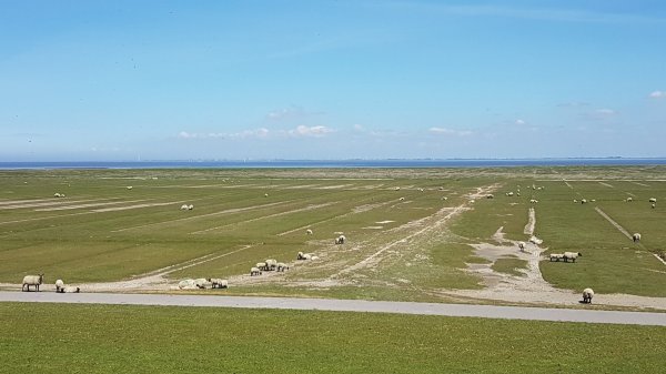 Stellplatz Friedrichskoog Spitze — Photo 2