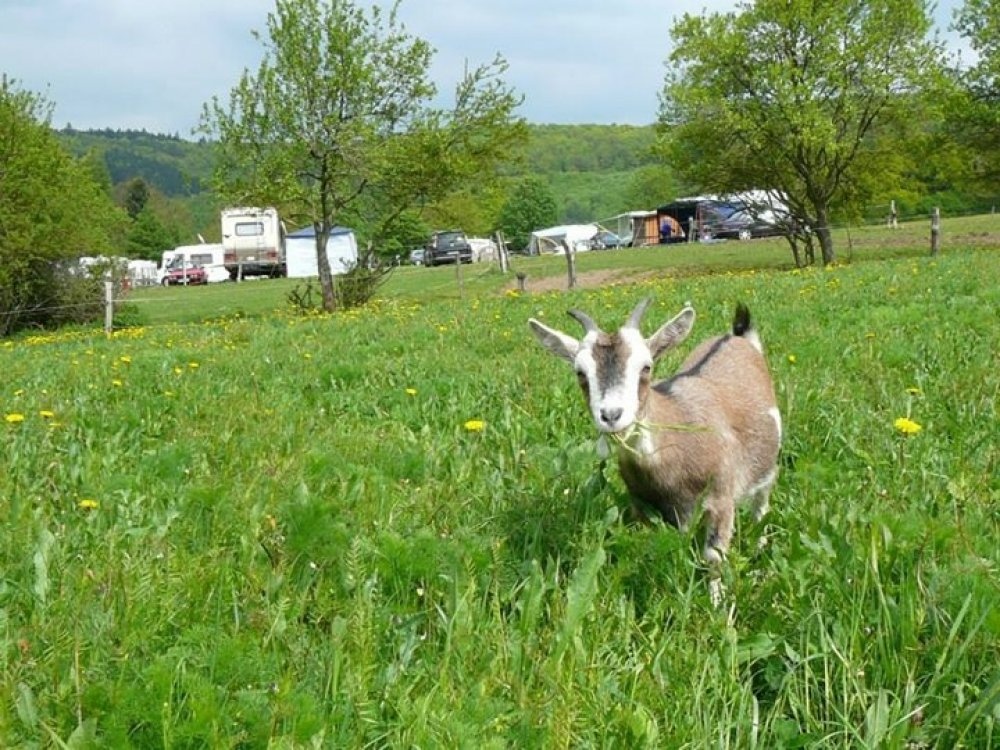 Camping Edersee Paradies — Kamp yeri in Vöhl