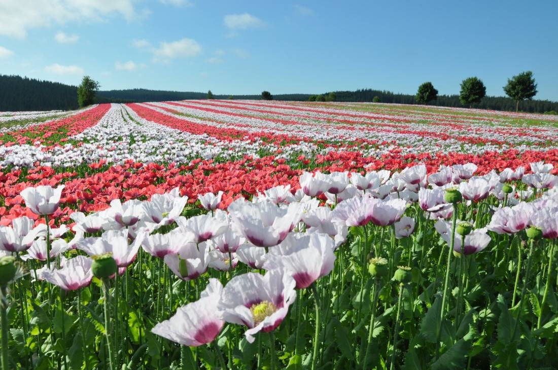 Stellplatz Armschlag — Stellplatz in Armschlag