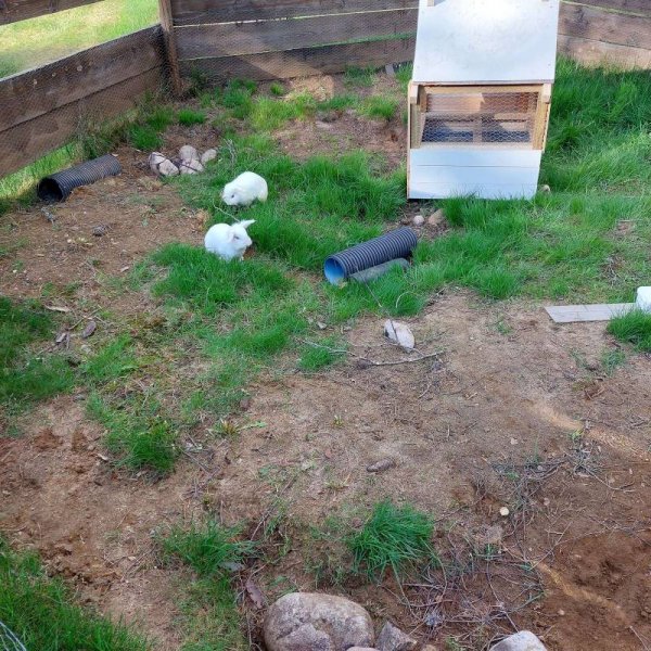 Flateland Camping og Hyttesenter ANS — Foto 3