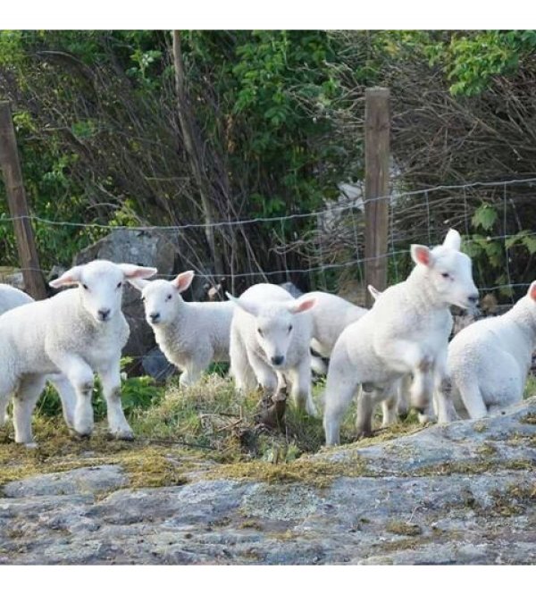 Valevåg Camping og Hyttetun — Photo 3