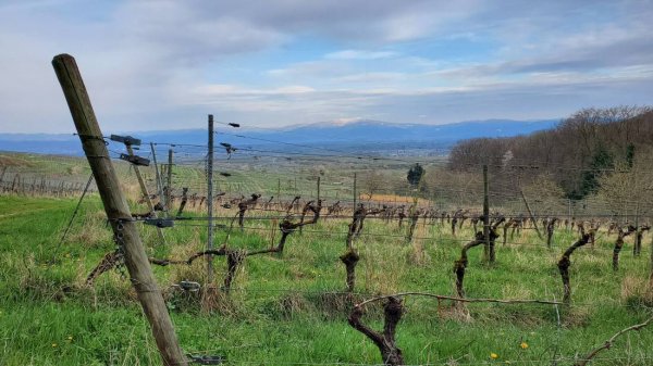 Stellplatz Weingut Köbelin — Foto 5