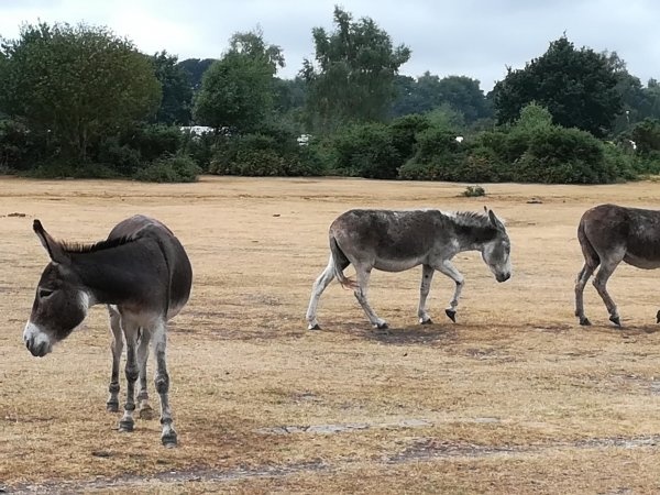 Roundhill Campsite, New Forest — 露营地 in Brockenhurst