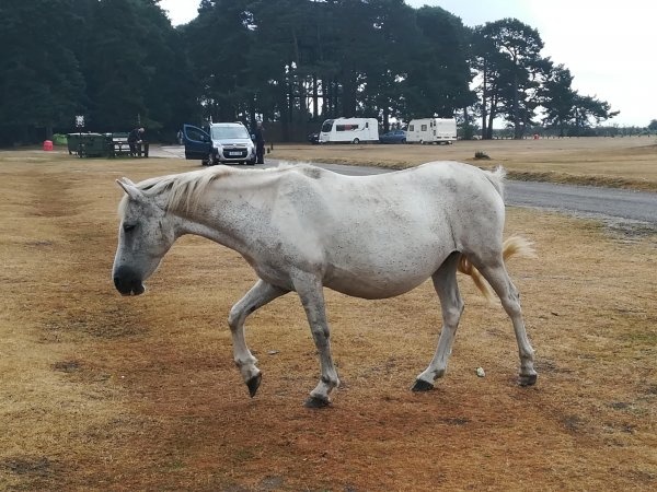 Roundhill Campsite, New Forest — Місце для кемпінгу in Brockenhurst