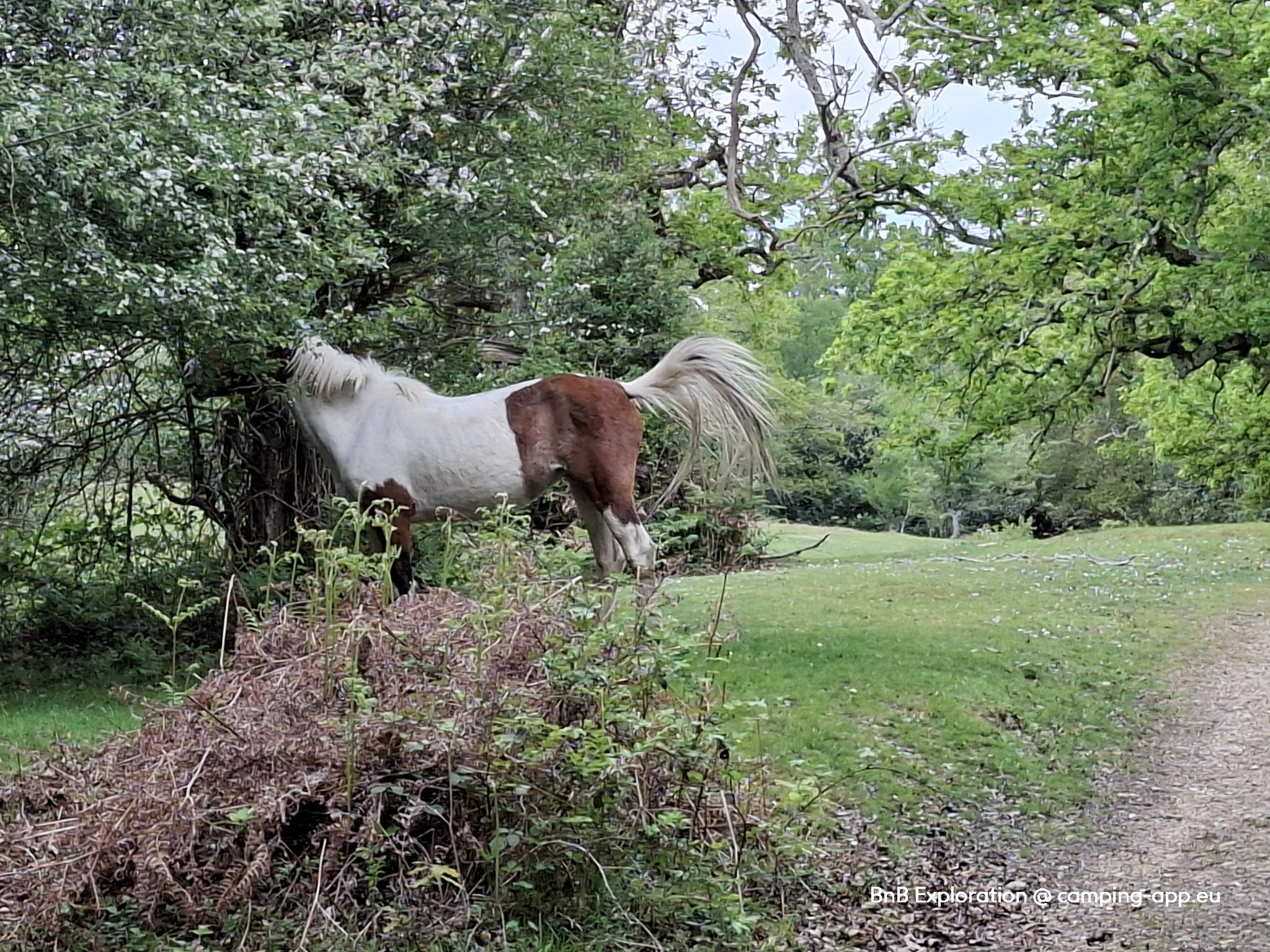 Longbeech Campsite, New Forest — Фото 4