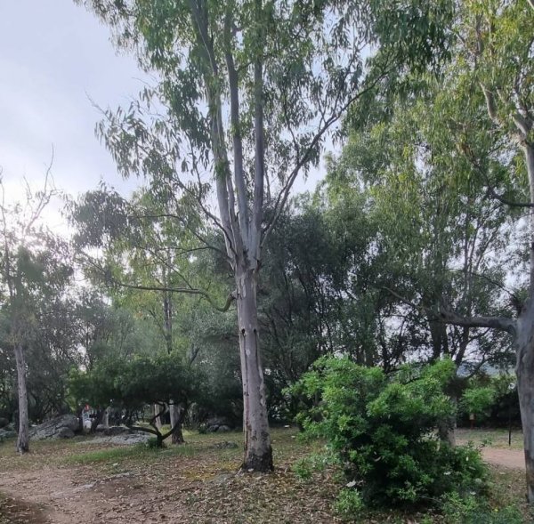 Camping Cugnana Portorotondo — Photo 2