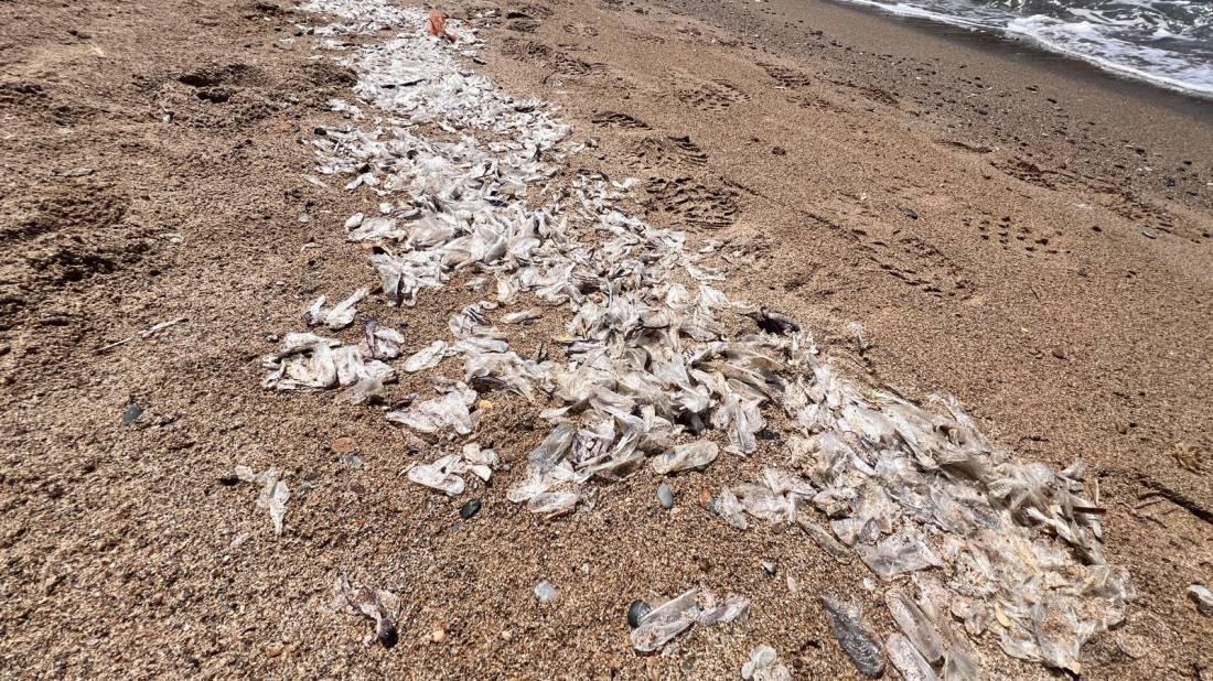 Area Camper Cala Domestica — Kemp in Buggerru Domusnovas