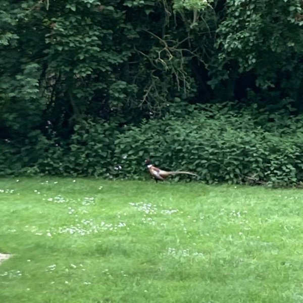 Shelford Nurseries Caravan Park