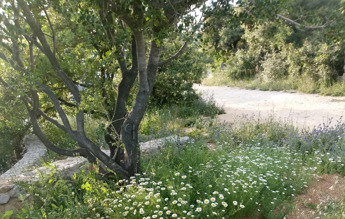 Mini Camp Marusina Olive Hills — Campingplatz in Punat