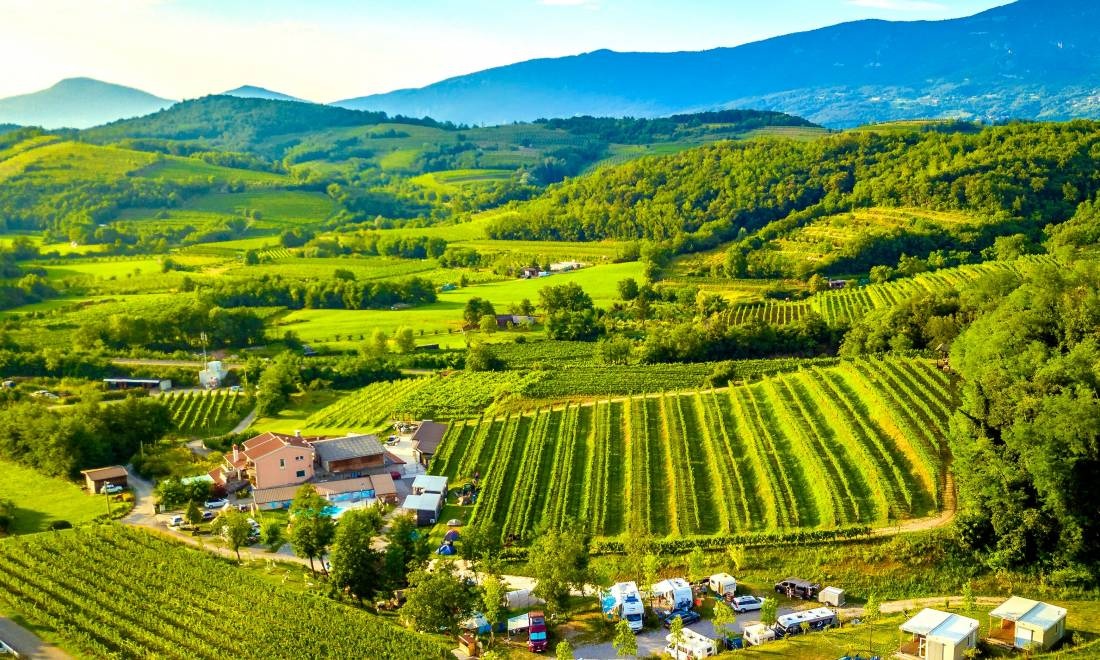 Camp Saksida Vineyard — Winery in 5294