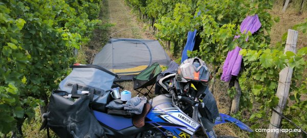 Camp Saksida Vineyard — Photo 3