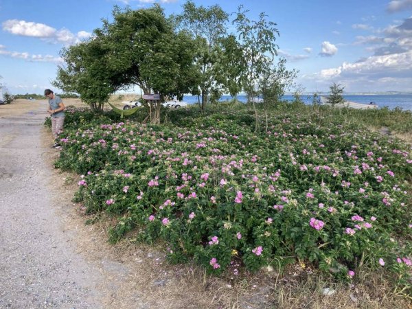 Camp Langholz — Photo 4