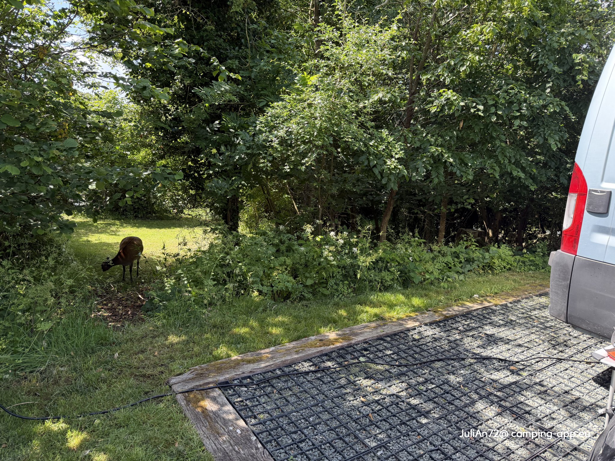 Corfe Castle Club Site — Photo 6