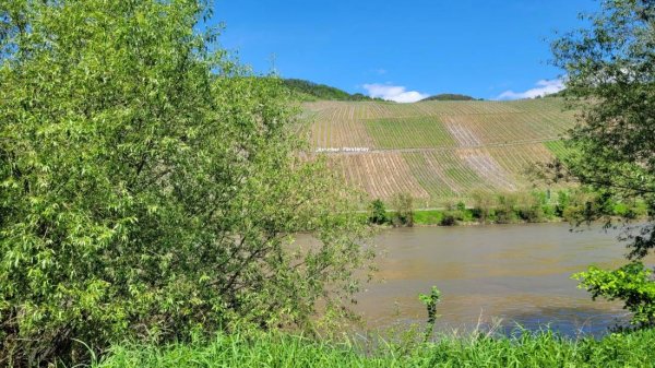 Stellplatz am Moselufer Lösnich — Foto 6