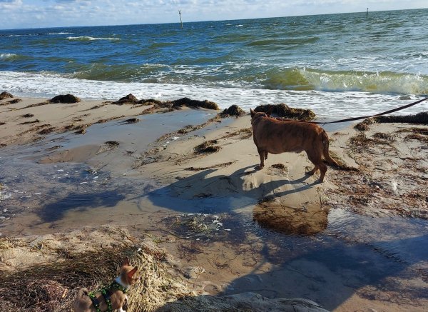 Surfoase Mönchgut — Photo 2