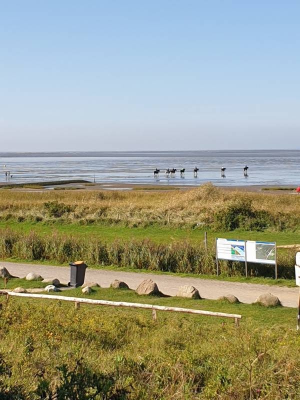 Campingplatz Muschelgrund — Sítio de acampamento in Cuxhaven