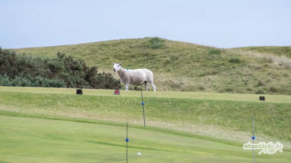 Brora Caravan Club Site — Camping in Brora