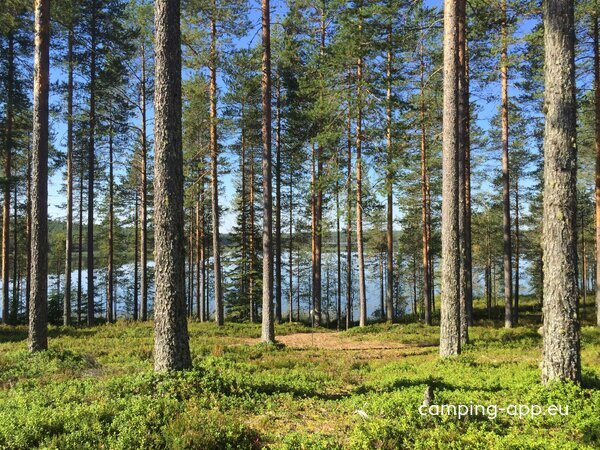 Metsäkartano — Foto 3