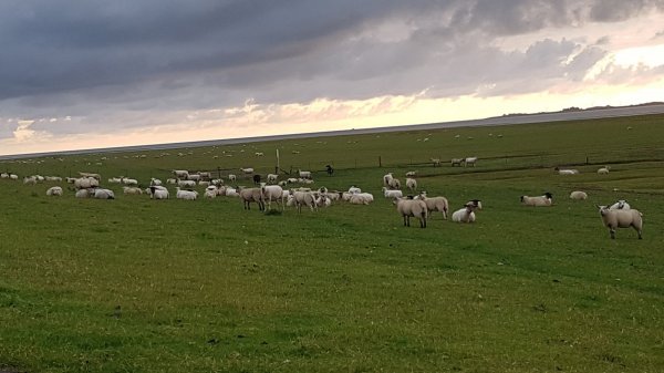 NordseeCamping zum Seehund — Photo 3