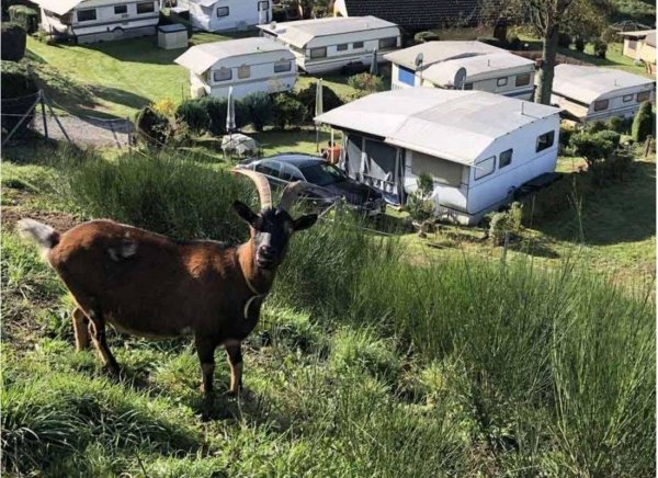 Terrassen-Camping Schlierbach — Photo 6