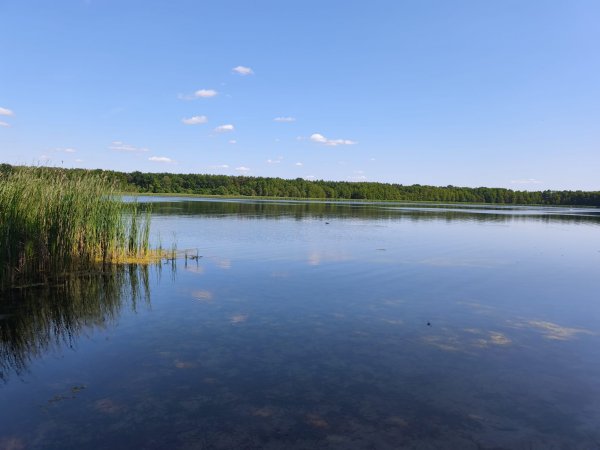 Seecamp Waldreich — Foto 4