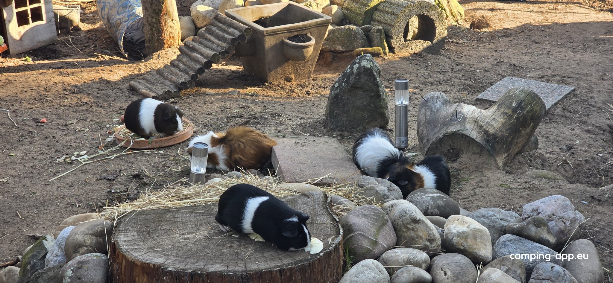 Campingplatz am Steinrodsee — Foto 4