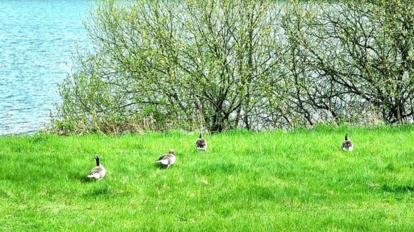 Campingpark Augstfelde am Vierer See — Photo 5