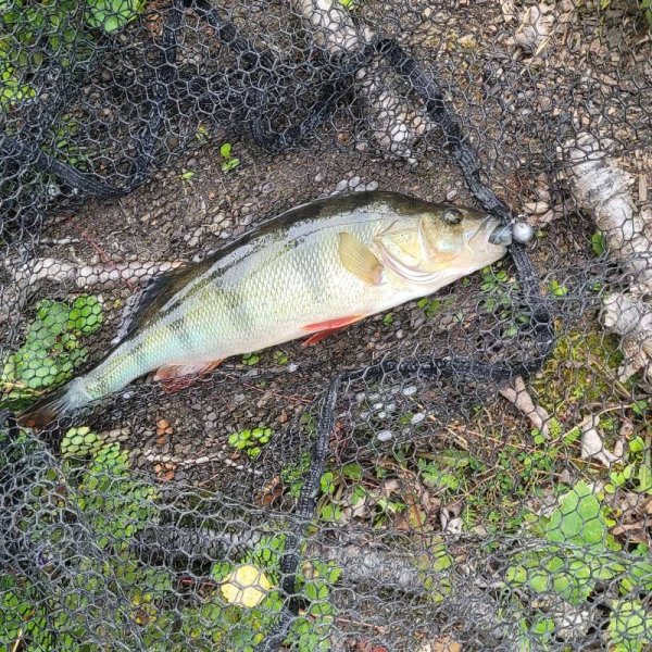 Krokomvikens Camping — Photo 4