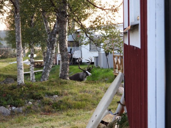 Lofsdalen Camping