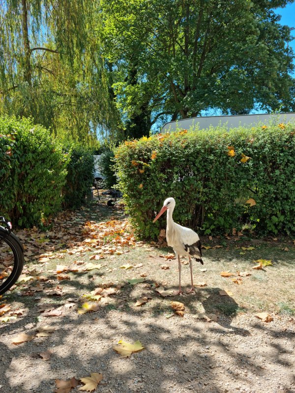 Camping Municipal de Ribauville **** — Photo 4