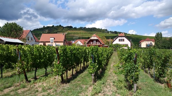 Camping Municipal de Ribauville **** — Photo 6