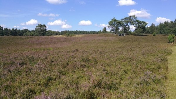 Wohnmobilstellplatz Kronsbergheide — Area di sosta in Amelinghausen