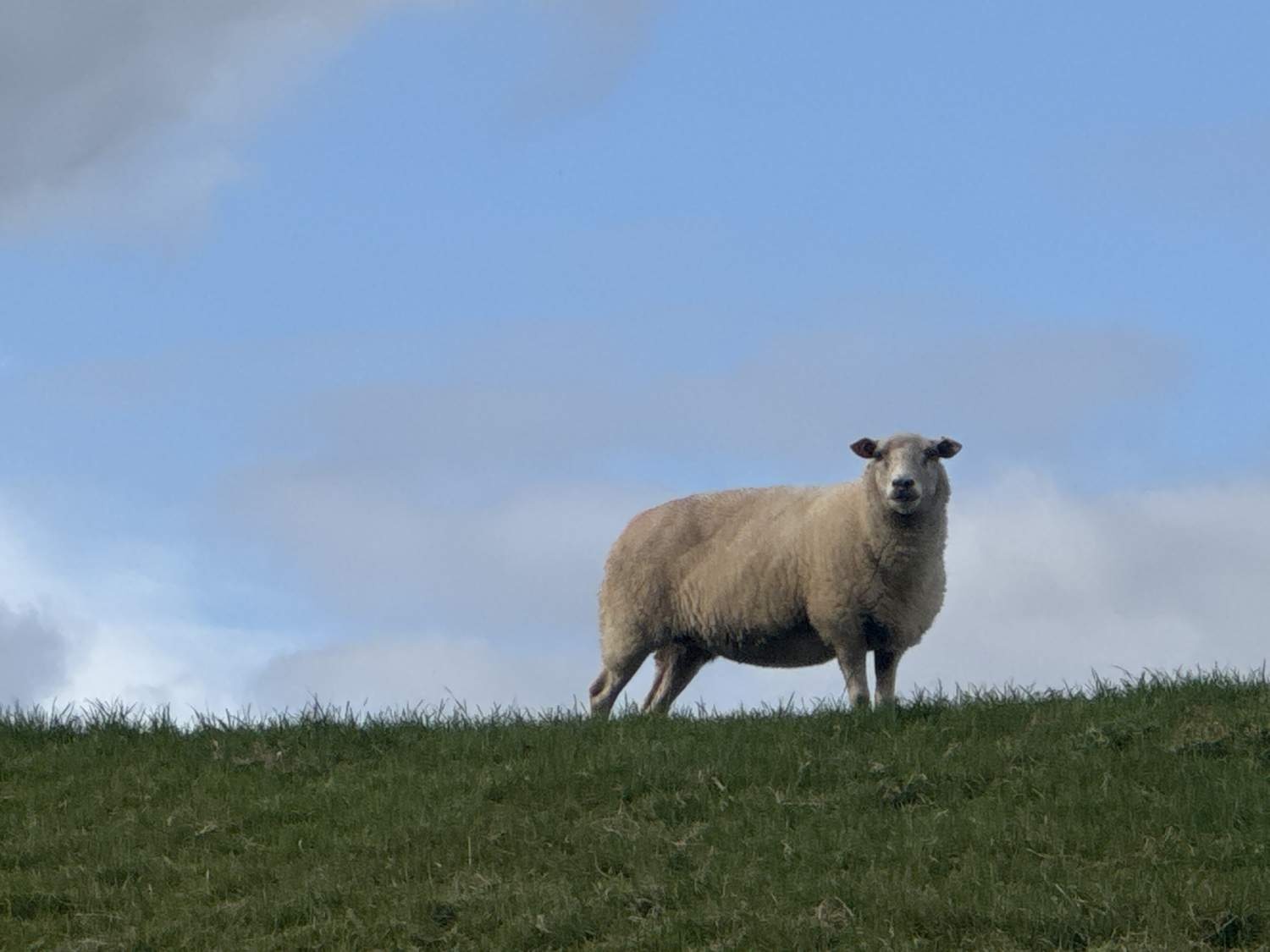 Ems-Marina-Camping — Kemping in Leer